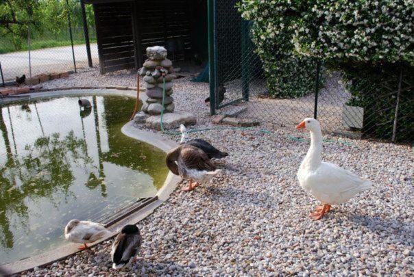 Locanda Al Convento Фаваро Венето Екстериор снимка